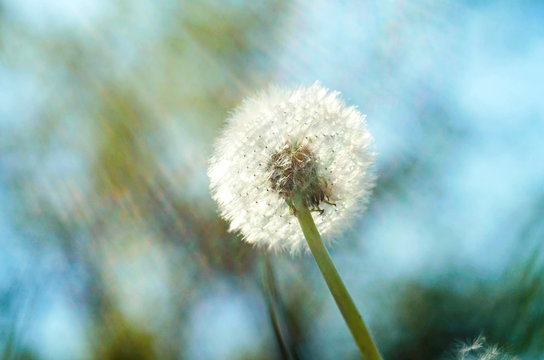 dandelion on a bright green background