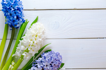 Fresh pink, blue and white  flowers hyacinths in ray of light on white painted wooden background. Selective focus. Place for text.