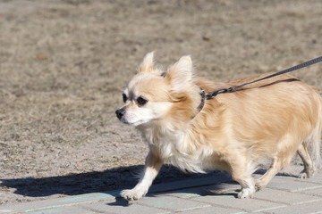 the small doggie walks on a lead 