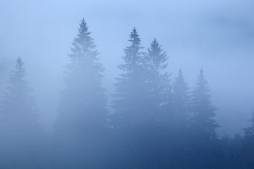 Morning mist in mountain.