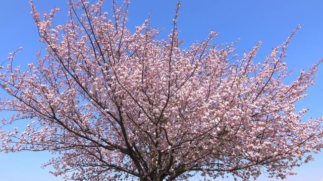 4K・青空と桜の木_4-167
