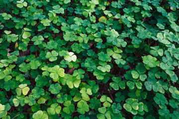 clover, trefoil, shamrock