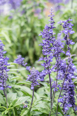 Fototapeta premium Blue Salvia (salvia farinacea) flowers