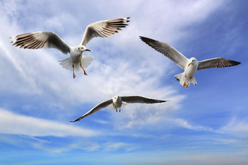 Seagulls flying among blue sky