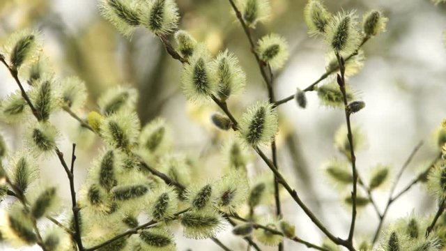 The Branches Of A Willow, Spring