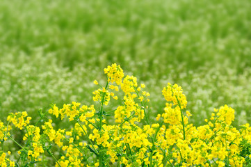 Obraz premium 菜の花