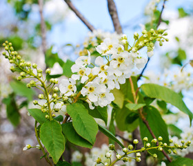 Beautiful cherry plum blossoms
