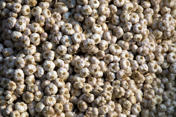 Garlic , Fresh garlic isolated , Garlic group