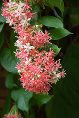 Fototapeta premium Quisqualis Indica flower plant , Chinese honeysuckle, Rangoon Creeper, Combretum indicum