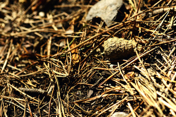 Pine cone against soft defocused background