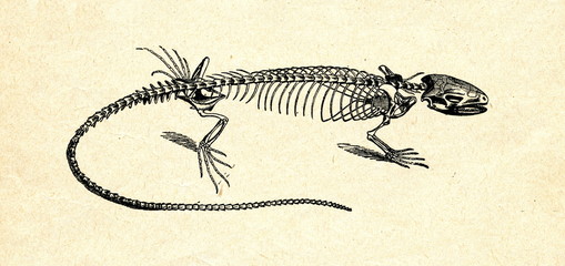 Naklejka premium Skeleton of lizard
