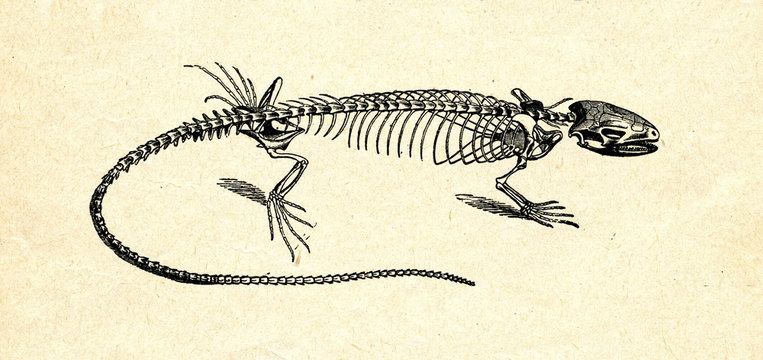 Skeleton of lizard