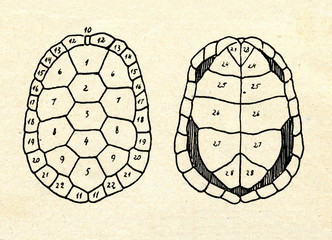 Obraz premium Shell of European pond turtle (Emys orbicularis)