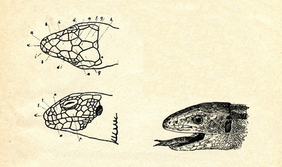 Naklejka premium Head of sand lizard (Lacerta agilis)