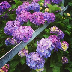 五月雨の紫陽花