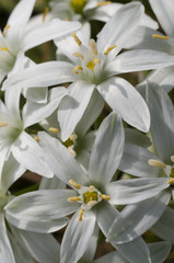 white flowers in full Spring bloom