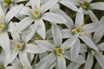 white flowers in full Spring bloom