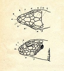 Naklejka premium Head of sand lizard (Lacerta agilis)