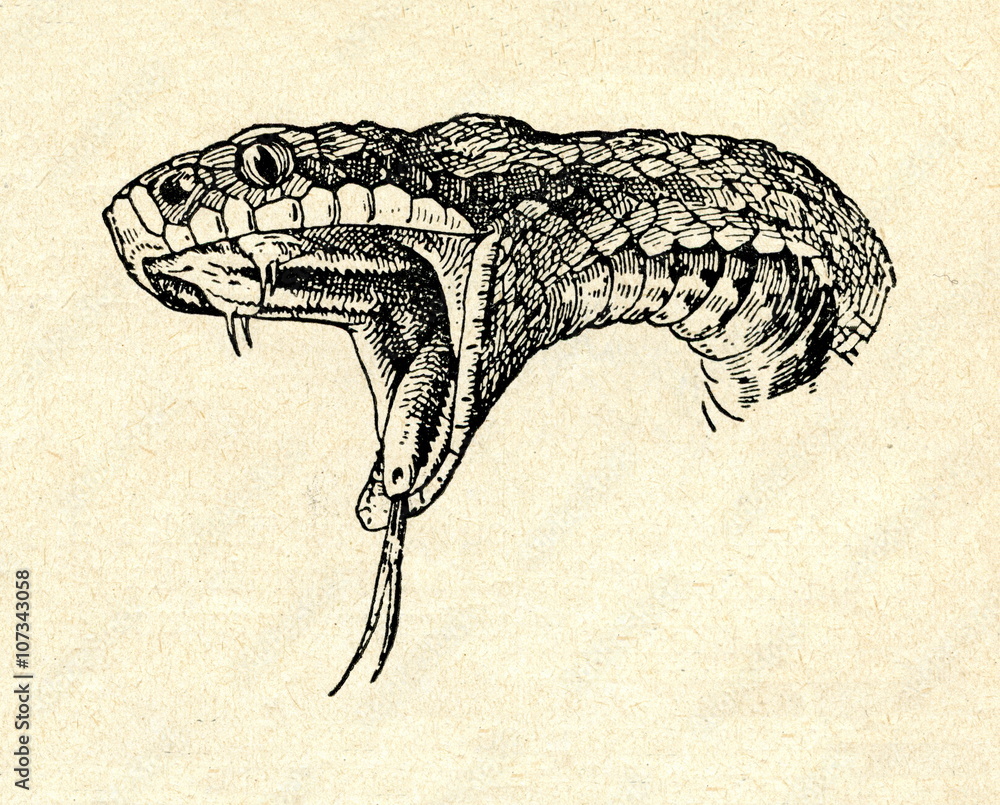 Poster head of common european viper (vipera berus)