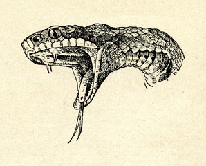 Naklejka premium Head of common European viper (Vipera berus)