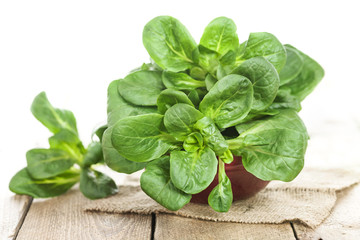 Feldsalat isoliert als Freisteller