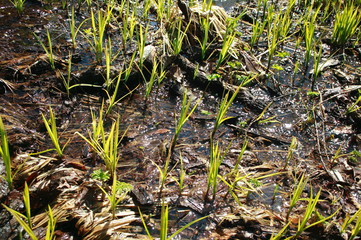 雪解けの小川と水草