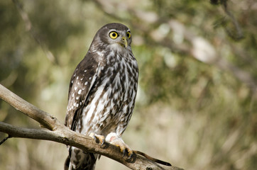 boobook owl