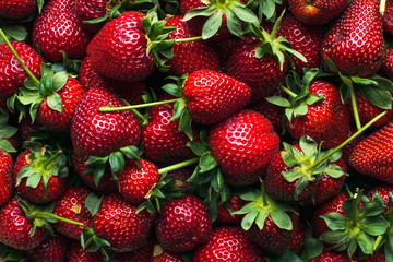 Freshly harvested ripe strawberries, top view