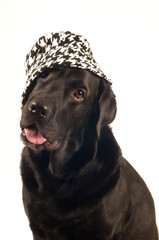 Black labrador retreiver portrait