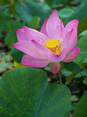 Lotus flower in natural pond