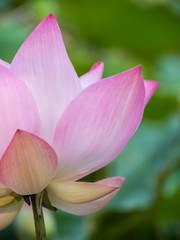 Fototapeta na wymiar Pink lotus flower closeup
