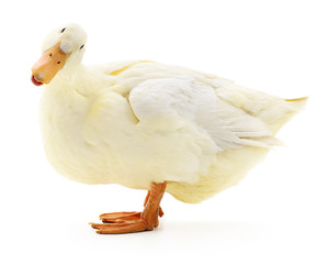 White duck on white.