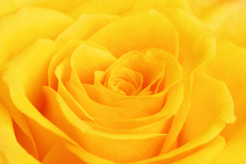 Yellow Rose Flower