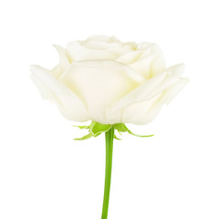 White Rose Flower