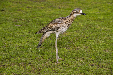 bush curlew