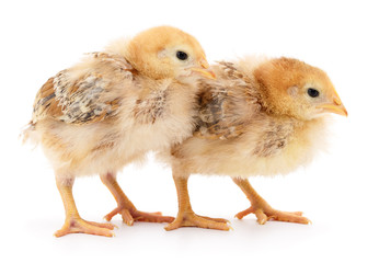 Two cute chicks isolated on white