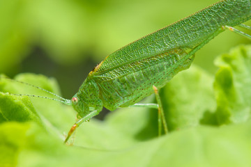 Profile view of a green grasshopper