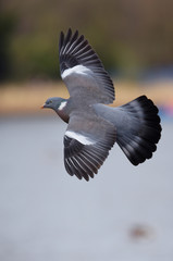 Common Wood Pigeon, Wood Pigeon, Columba palumbus © Maciej Olszewski