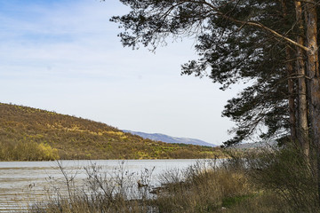 View of the lake from the shore out of pine branches