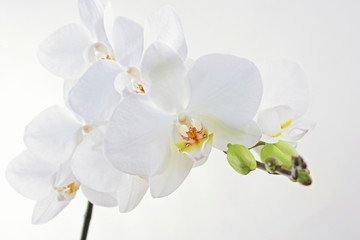 White phalaenopsis orchid blossoms on white background