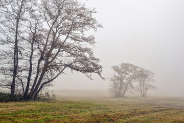 Awl trees in the fog.