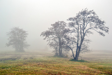 Fototapeta premium Awl trees in the fog,