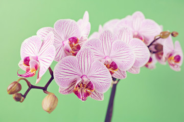 Pink phalaenopsis orchid blossoms on green background