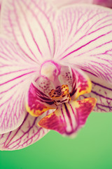 Pink phalaenopsis orchid blossoms on green background