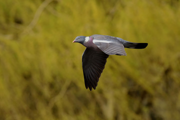 Common Wood Pigeon, Wood Pigeon, Columba palumbus