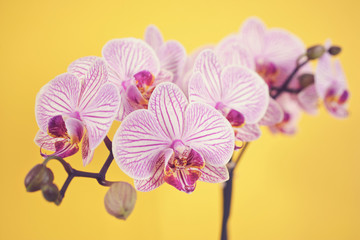 Pink phalaenopsis orchid blossoms on yellow background