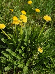 dandelion plant with yellow flowers