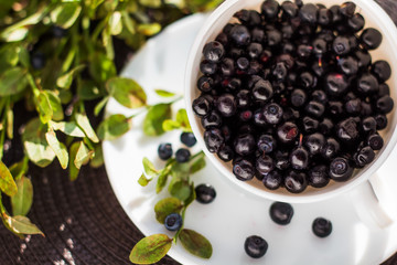 White cup with blueberry and branch green on the table