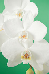 White phalaenopsis orchid blossoms on green background
