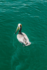 Pelican Bird in the Water Closeup View
